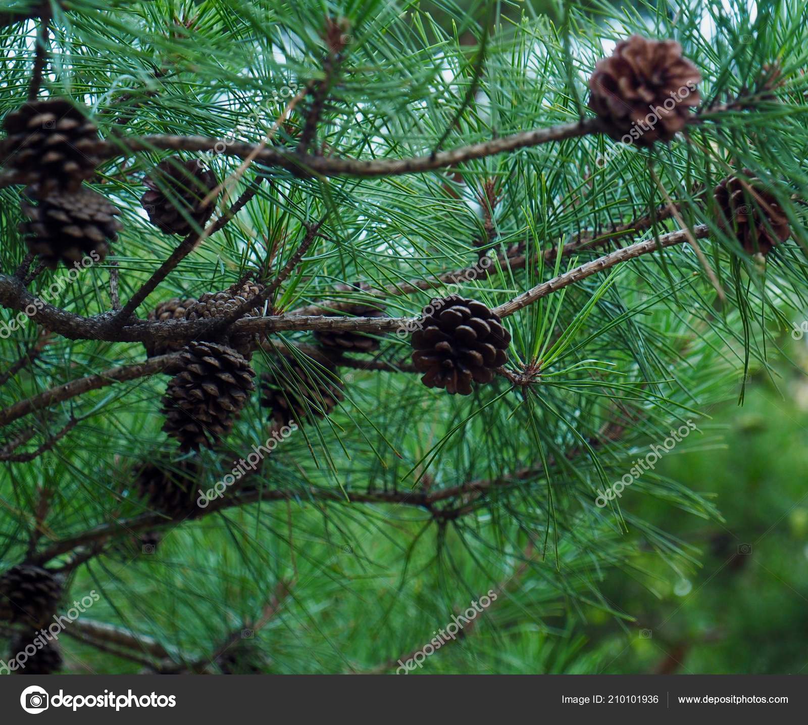 Korea's Small Pine Cones Stock Photo by ©hssbb79 210101936